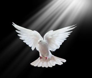 A free flying white dove isolated on a black background