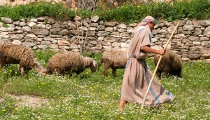 Shepherd And Flock