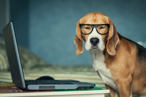 Sleepy beagle dog in funny glasses near laptop